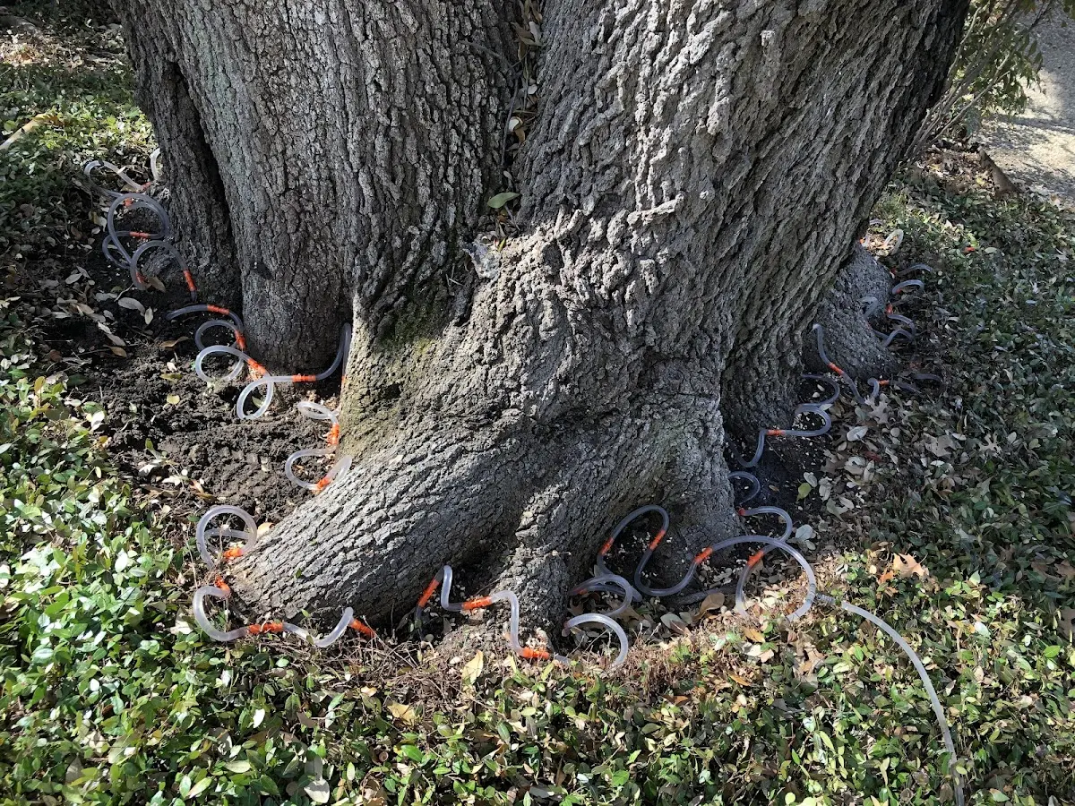 Detailed Tree Cabling and Bracing job site in Blanchardville