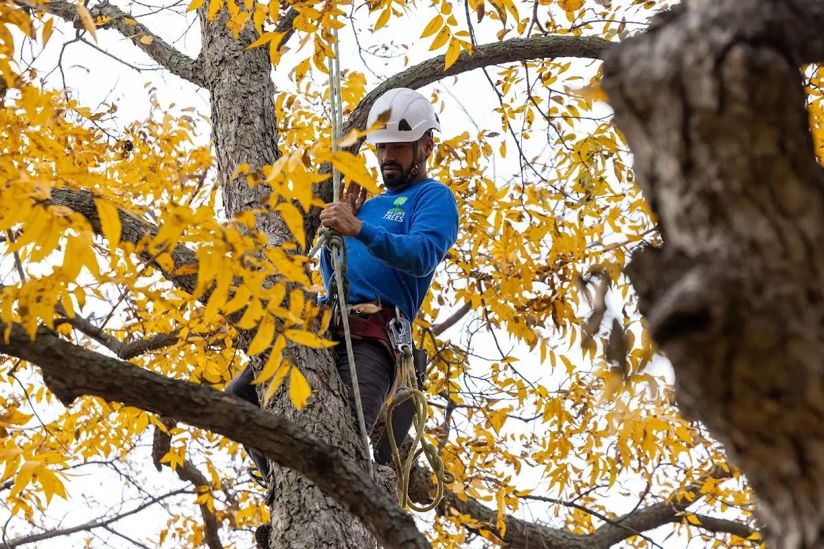 Skilled Tree Pruning crew working in Blanchardville